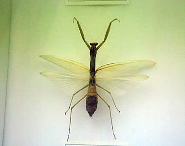 곤충 사진