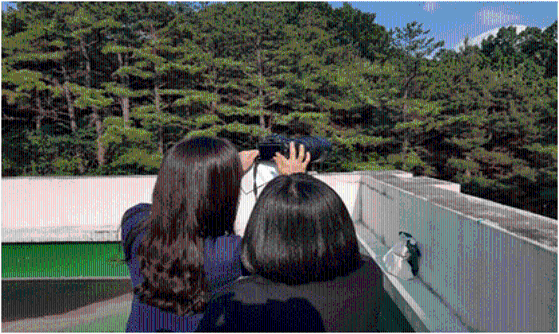 소나무의 생물계절 모니터링 중 지상부 관찰