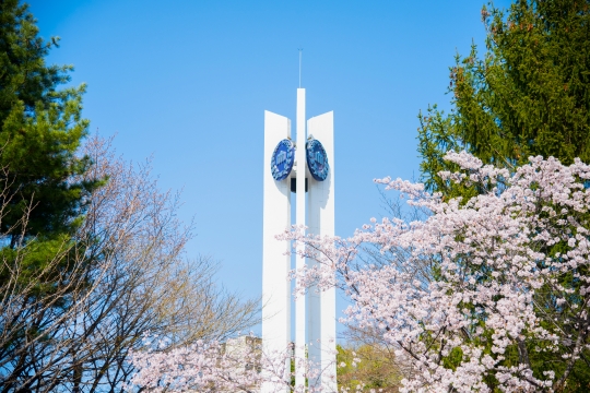 교시탑 벚꽃